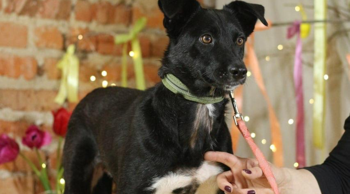 Chiens à adopter